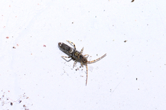 Entomobrya dorsalis