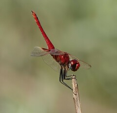 Urothemis assignata