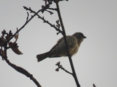 Passer diffusus stygiceps