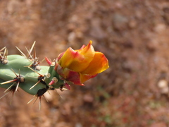 Cylindropuntia acanthocarpa