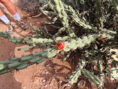 Cylindropuntia acanthocarpa