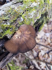 Lentinus