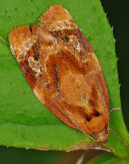 Ditula angustiorana