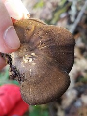 Lentinus