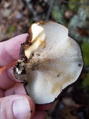 Lentinus