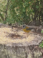 Phrygilus patagonicus