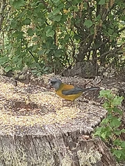 Phrygilus patagonicus