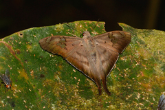 Ectomis hirtius