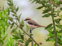 Lanius phoenicuroides