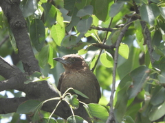 Pseudoseisura lophotes