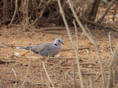 Streptopelia capicola