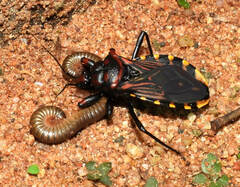 Brontostoma colossus