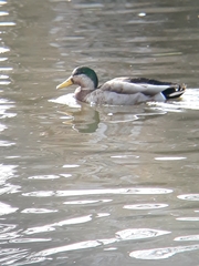 Anas rubripes × platyrhynchos