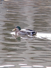 Anas rubripes × platyrhynchos