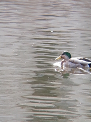 Anas rubripes × platyrhynchos