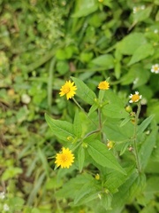 Melampodium divaricatum