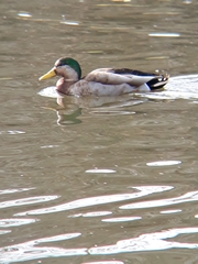 Anas rubripes × platyrhynchos