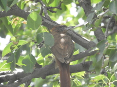 Pseudoseisura lophotes