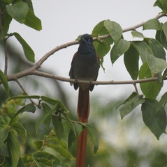 Terpsiphone viridis granti