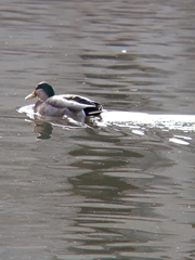 Anas rubripes × platyrhynchos