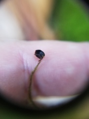 Eurhynchium