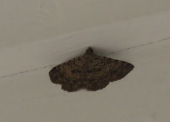 Polydesma umbricola