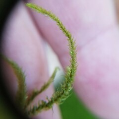 Eurhynchium