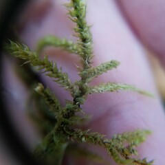 Eurhynchium