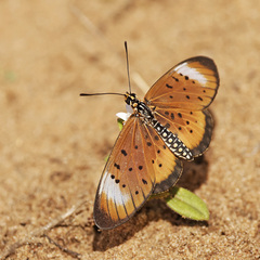 Acraea oncaea