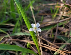 Viola vittata