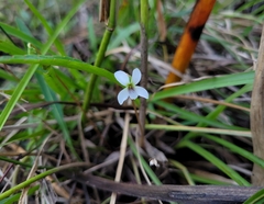 Viola vittata