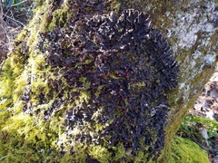 Peltigera horizontalis