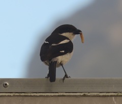 Lanius collaris collaris