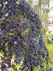 Peltigera horizontalis