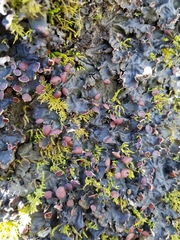 Peltigera horizontalis