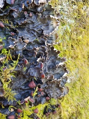Peltigera horizontalis