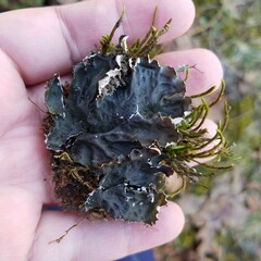 Peltigera horizontalis