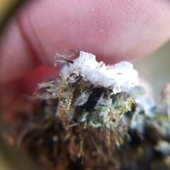 Peltigera horizontalis