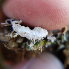 Peltigera horizontalis