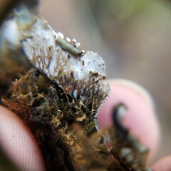 Peltigera horizontalis