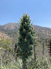 Puya alpestris