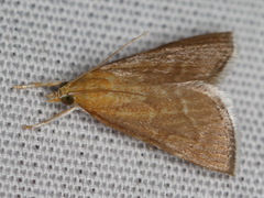 Glaphyriinae