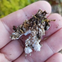 Peltigera horizontalis