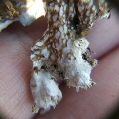 Peltigera horizontalis