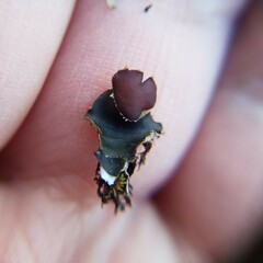 Peltigera horizontalis