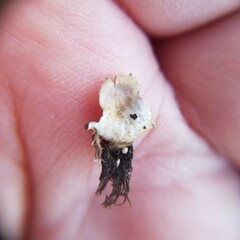 Peltigera horizontalis