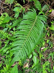 Sphaerostephanos taiwanensis