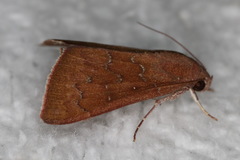 Anomis illita