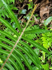 Sphaerostephanos taiwanensis