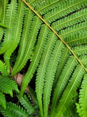 Sphaerostephanos taiwanensis